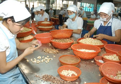 Workers process cashew nuts for export. (Photo: SGGP) Workers process cashew nuts for export. (Photo: SGGP)